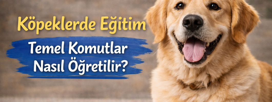 Köpeklerde Eğitim: Temel Komutlar Nasıl Öğretilir?